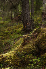 Fototapeta premium Wild forest near the Tännafors waterfall in Sweden