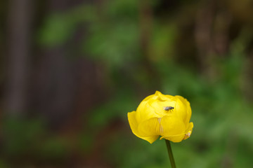 A fly resting on a yellow flower