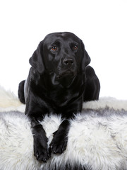 Black labrador dog isolated on white. Image taken in a studio. Black dog with brown eyes.