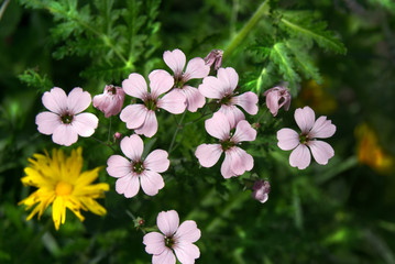 Kuhnelke (Vaccaria hispanica)
