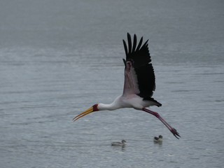 stork in flight