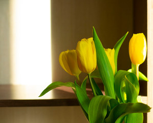 tulips in a room in front of the window on a sunny day.