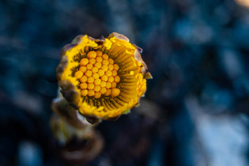 , желтый цветок, макро съемка на синем фоне