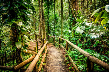 wooden path in rainforest tropical jungle background