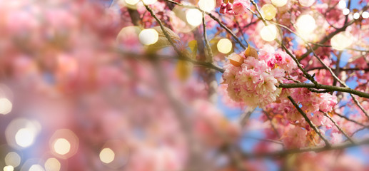 Blooming cherry tree