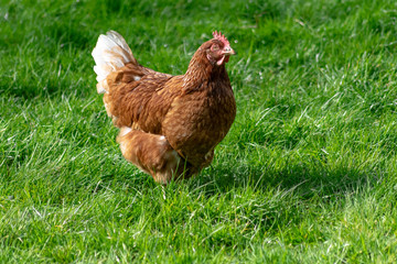 Fototapeta premium Free range brown chicken on the grass, happy hen roaming freely on grassy land eating worms and seeds. Healthy chick in rural area looking for food.