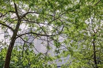 Modern office buildings seen through green leaves