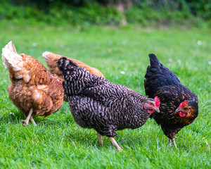 Chicken eggs on the grass in beautiful scenery, Eggs on background with windmill, blue sky and white clouds, easter egg hunt.