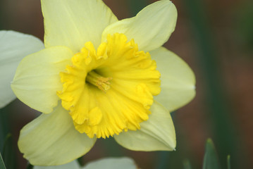 Daffodil