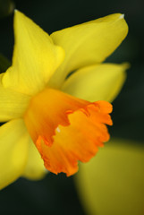 Daffodil