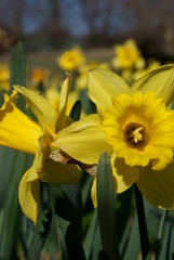 Daffodil