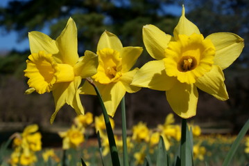 Fototapeta premium Daffodil