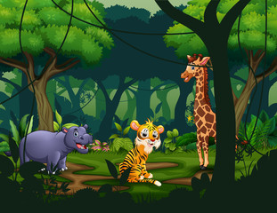 Wild animals in a tropical jungle rainforest background