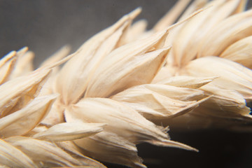 spike with grain closeup