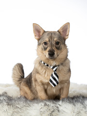 Swedish vallhund dog in a studio with a business tie. Funny dog picture. Rare dog breed with white background in a studio.