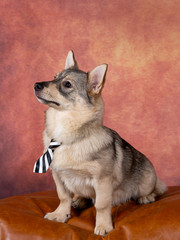Fototapeta na wymiar Swedish vallhund dog in a studio with a business tie. Funny dog picture. Rare dog breed with white background in a studio.