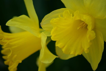 Daffodil