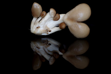 Oyster mushroom on black background