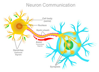 Fototapeta na wymiar Neuron connection. Neuron communication. Transmission of the nerve signal between two neurons. Simple explanations. White background. Medical illustration. 2d vector drawing. 