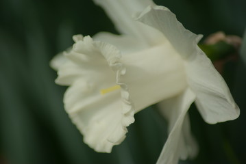 Obraz na płótnie Canvas Daffodils