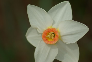 Daffodils