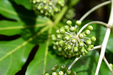 Zimmeraralie im Frühjahr