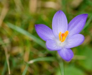 The spring brandy (crocus heuffelianus) is a bulbous plant, position 7