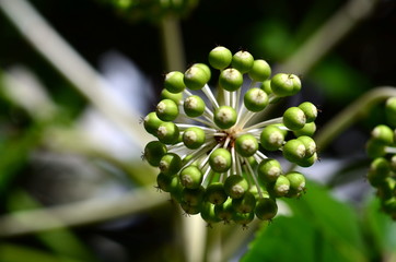 Zimmeraralie im Frühjahr