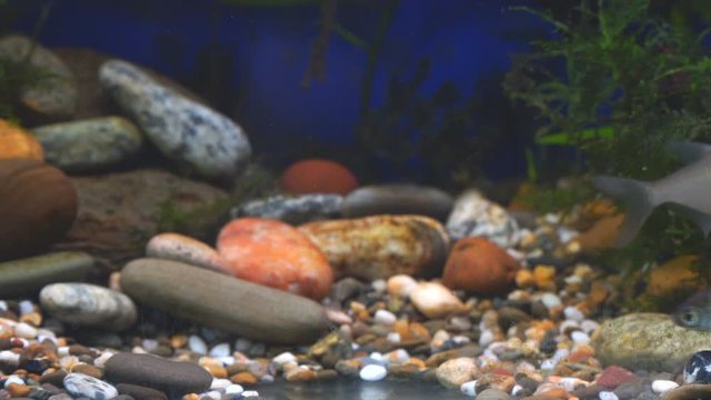 Young bream, carp and minnows swim in the aquarium. Freshwater river fish in an aquarium. Selective focus