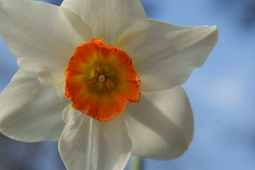 Daffodils