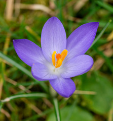 The spring brandy (crocus heuffelianus) is a bulbous plant, position 10