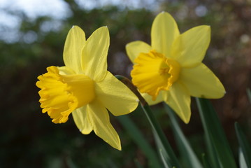 Daffodils