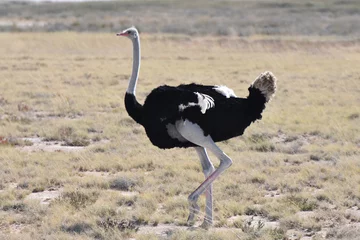 Poster Male ostrich at Etosha National Park, Namibia © Takashi