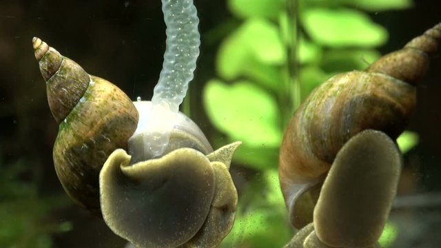 Spitzschlammschnecke mit Laich, Lymnaea stagnalis
