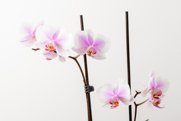 Fototapeta na wymiar Close up white and vivid pink Phalaenopsis orchid flowers in full bloom isolated on a white wall in a studio background 