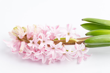 Close up of one delicate light pink Hyacinth or Hyacinthus flowers in full bloom in a garden pot isolated on white background in a studio photograph