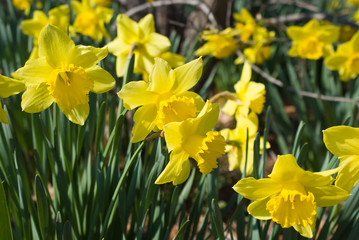 Daffodils