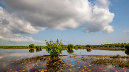 Mangroven in der Karibik - Belize