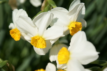 Daffodils