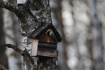 Blaumaise am Vogelkasten