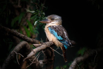 Kookaburra Australia laughing bird portrait. The blue winged kookaburra is perched on a branch.
