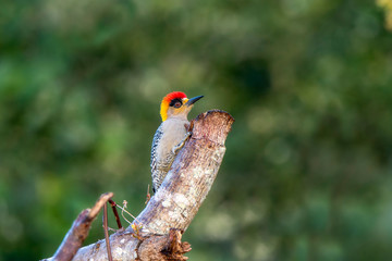 A Bright, Beautiful Golden-cheeked Woodpecker (Melanerpes chrysogenys) Perched on a Thick Branch in Jalisco, Mexico