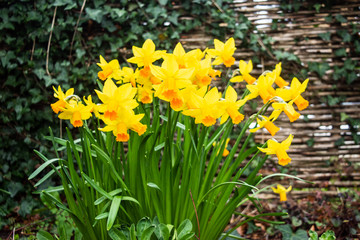 A cluster of daffodils narcissus  with a woven fence  partly covered with ivy in the background