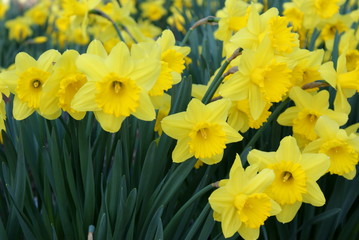 Daffodils