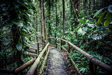 wooden path in rainforest tropical jungle background