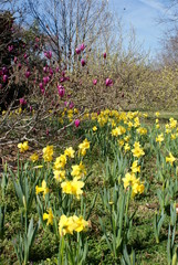 Daffodils