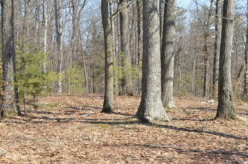 Fototapeta premium Wooded Area of Saranac River - Plattsburgh - NY - 2020 - 03.09.2020