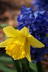 Daffodils