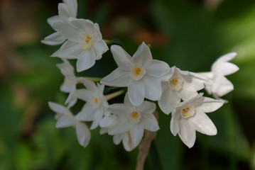 Daffodils