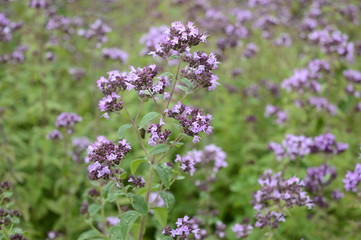 Closeup origanum vulgare known as oregano with blurred background in summer garden